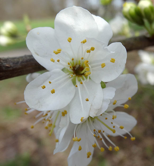 Blüte