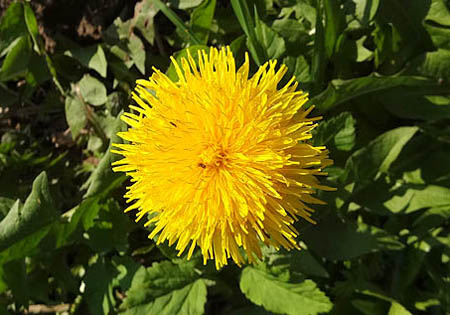Löwenzahn-Blüte