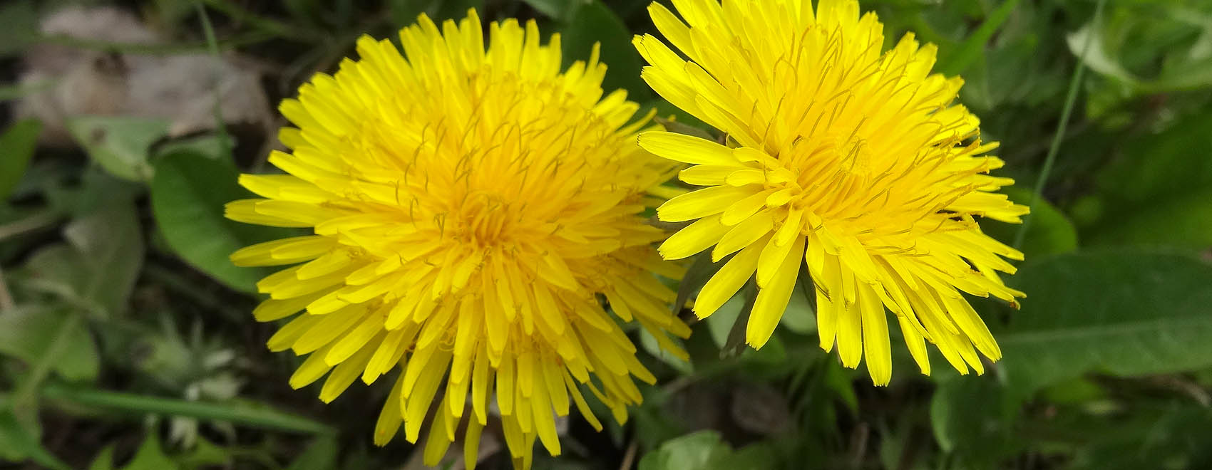 Löwenzahnblüte
