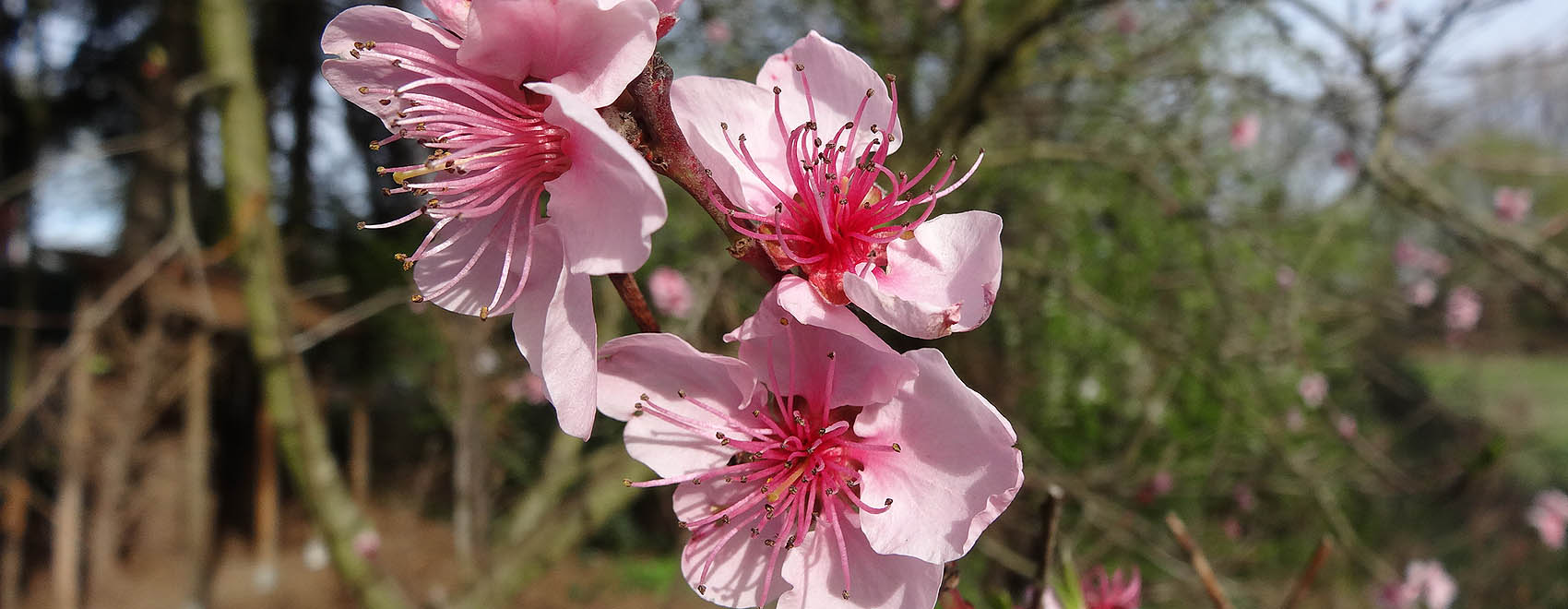 Mandelblüte